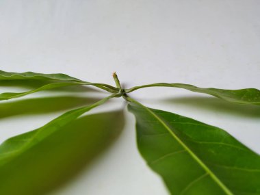 Mango Yaprakları 'nın farklı dokuları ve desenleri beyaz arka planda izole edilmiştir. Taze yeşil mango ağacı yaprakları.