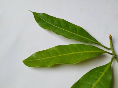 Mango Yaprakları 'nın farklı dokuları ve desenleri beyaz arka planda izole edilmiştir. Taze yeşil mango ağacı yaprakları.