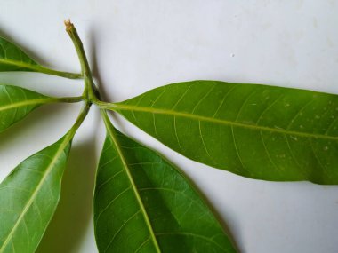 Mango Yaprakları 'nın farklı dokuları ve desenleri beyaz arka planda izole edilmiştir. Taze yeşil mango ağacı yaprakları.