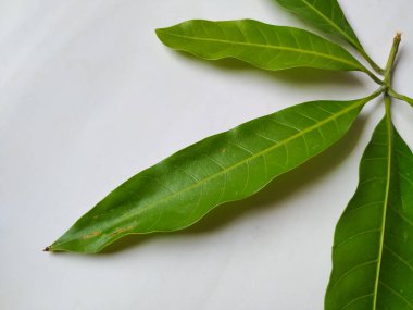 Mango Yaprakları 'nın farklı dokuları ve desenleri beyaz arka planda izole edilmiştir. Taze yeşil mango ağacı yaprakları.
