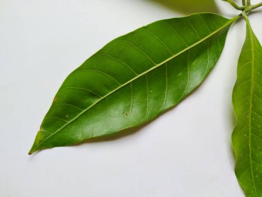 Mango Yaprakları 'nın farklı dokuları ve desenleri beyaz arka planda izole edilmiştir. Taze yeşil mango ağacı yaprakları.