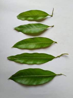 Mango Yaprakları 'nın farklı dokuları ve desenleri beyaz arka planda izole edilmiştir. Taze yeşil mango ağacı yaprakları.