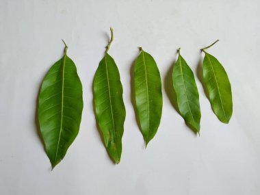 Mango Yaprakları 'nın farklı dokuları ve desenleri beyaz arka planda izole edilmiştir. Taze yeşil mango ağacı yaprakları.
