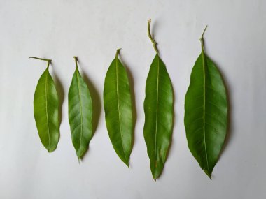 Mango Yaprakları 'nın farklı dokuları ve desenleri beyaz arka planda izole edilmiştir. Taze yeşil mango ağacı yaprakları.