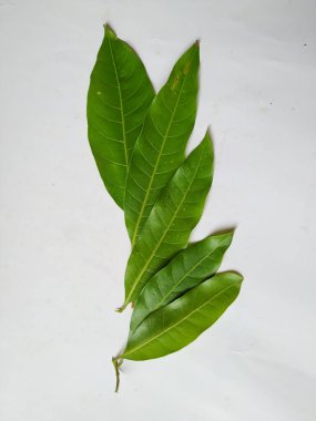 Mango Yaprakları 'nın farklı dokuları ve desenleri beyaz arka planda izole edilmiştir. Taze yeşil mango ağacı yaprakları.