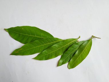 Mango Yaprakları 'nın farklı dokuları ve desenleri beyaz arka planda izole edilmiştir. Taze yeşil mango ağacı yaprakları.