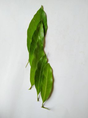 Mango Yaprakları 'nın farklı dokuları ve desenleri beyaz arka planda izole edilmiştir. Taze yeşil mango ağacı yaprakları.