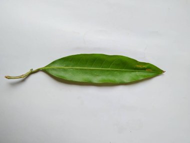 Mango Yaprakları 'nın farklı dokuları ve desenleri beyaz arka planda izole edilmiştir. Taze yeşil mango ağacı yaprakları.