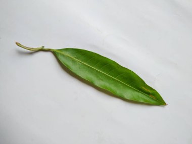 Mango Yaprakları 'nın farklı dokuları ve desenleri beyaz arka planda izole edilmiştir. Taze yeşil mango ağacı yaprakları.