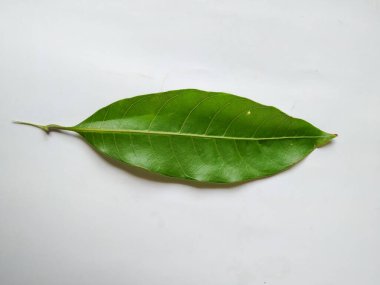 Mango Yaprakları 'nın farklı dokuları ve desenleri beyaz arka planda izole edilmiştir. Taze yeşil mango ağacı yaprakları.