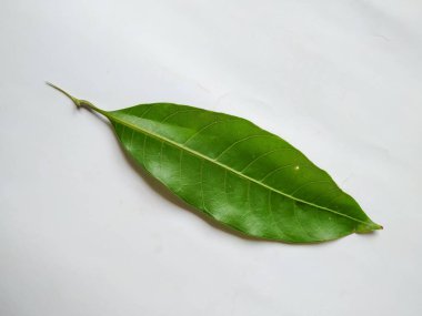 Mango Yaprakları 'nın farklı dokuları ve desenleri beyaz arka planda izole edilmiştir. Taze yeşil mango ağacı yaprakları.