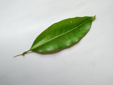 Mango Yaprakları 'nın farklı dokuları ve desenleri beyaz arka planda izole edilmiştir. Taze yeşil mango ağacı yaprakları.