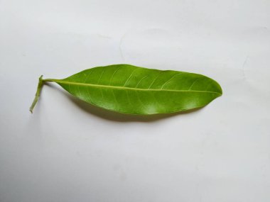 Mango Yaprakları 'nın farklı dokuları ve desenleri beyaz arka planda izole edilmiştir. Taze yeşil mango ağacı yaprakları.