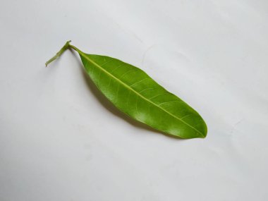 Mango Yaprakları 'nın farklı dokuları ve desenleri beyaz arka planda izole edilmiştir. Taze yeşil mango ağacı yaprakları.