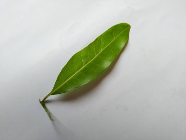 Mango Yaprakları 'nın farklı dokuları ve desenleri beyaz arka planda izole edilmiştir. Taze yeşil mango ağacı yaprakları.