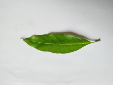 Mango Yaprakları 'nın farklı dokuları ve desenleri beyaz arka planda izole edilmiştir. Taze yeşil mango ağacı yaprakları.