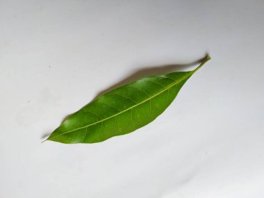 Mango Yaprakları 'nın farklı dokuları ve desenleri beyaz arka planda izole edilmiştir. Taze yeşil mango ağacı yaprakları.