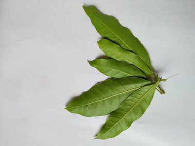 Mango Yaprakları 'nın farklı dokuları ve desenleri beyaz arka planda izole edilmiştir. Taze yeşil mango ağacı yaprakları.