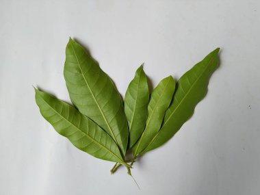 Mango Yaprakları 'nın farklı dokuları ve desenleri beyaz arka planda izole edilmiştir. Taze yeşil mango ağacı yaprakları.