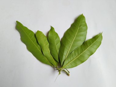 Mango Yaprakları 'nın farklı dokuları ve desenleri beyaz arka planda izole edilmiştir. Taze yeşil mango ağacı yaprakları.