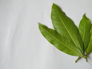 Mango Yaprakları 'nın farklı dokuları ve desenleri beyaz arka planda izole edilmiştir. Taze yeşil mango ağacı yaprakları.