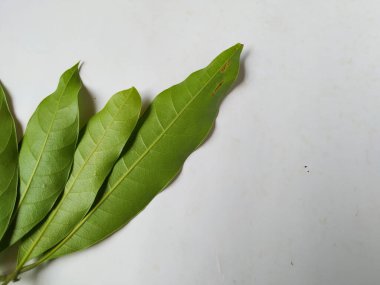 Mango Yaprakları 'nın farklı dokuları ve desenleri beyaz arka planda izole edilmiştir. Taze yeşil mango ağacı yaprakları.