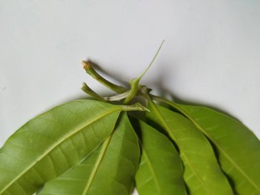 Mango Yaprakları 'nın farklı dokuları ve desenleri beyaz arka planda izole edilmiştir. Taze yeşil mango ağacı yaprakları.