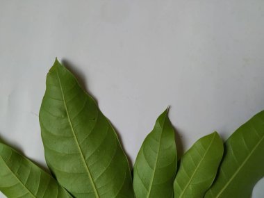 Mango Yaprakları 'nın farklı dokuları ve desenleri beyaz arka planda izole edilmiştir. Taze yeşil mango ağacı yaprakları.