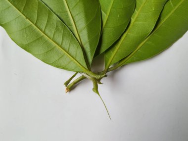 Mango Yaprakları 'nın farklı dokuları ve desenleri beyaz arka planda izole edilmiştir. Taze yeşil mango ağacı yaprakları.