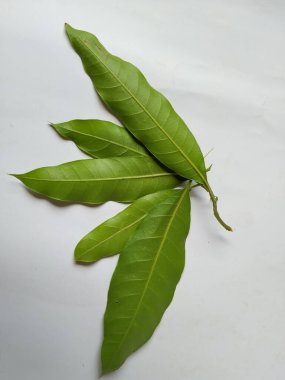 Mango Yaprakları 'nın farklı dokuları ve desenleri beyaz arka planda izole edilmiştir. Taze yeşil mango ağacı yaprakları.