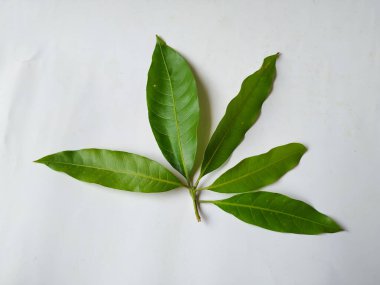 Mango Yaprakları 'nın farklı dokuları ve desenleri beyaz arka planda izole edilmiştir. Taze yeşil mango ağacı yaprakları.