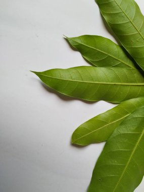 Mango Yaprakları 'nın farklı dokuları ve desenleri beyaz arka planda izole edilmiştir. Taze yeşil mango ağacı yaprakları.