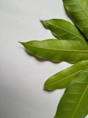 Mango Yaprakları 'nın farklı dokuları ve desenleri beyaz arka planda izole edilmiştir. Taze yeşil mango ağacı yaprakları.