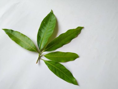 Mango Yaprakları 'nın farklı dokuları ve desenleri beyaz arka planda izole edilmiştir. Taze yeşil mango ağacı yaprakları.