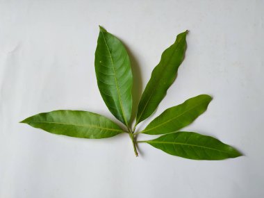 Mango Yaprakları 'nın farklı dokuları ve desenleri beyaz arka planda izole edilmiştir. Taze yeşil mango ağacı yaprakları.