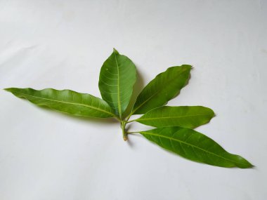 Mango Yaprakları 'nın farklı dokuları ve desenleri beyaz arka planda izole edilmiştir. Taze yeşil mango ağacı yaprakları.
