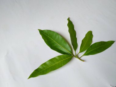 Mango Yaprakları 'nın farklı dokuları ve desenleri beyaz arka planda izole edilmiştir. Taze yeşil mango ağacı yaprakları.