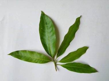 Mango Yaprakları 'nın farklı dokuları ve desenleri beyaz arka planda izole edilmiştir. Taze yeşil mango ağacı yaprakları.