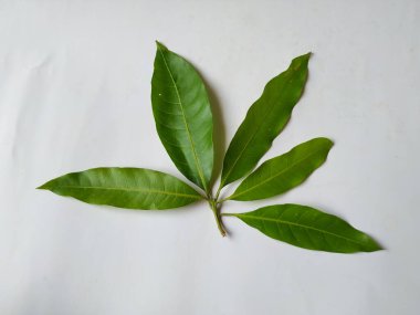 Mango Yaprakları 'nın farklı dokuları ve desenleri beyaz arka planda izole edilmiştir. Taze yeşil mango ağacı yaprakları.