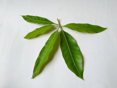Mango Yaprakları 'nın farklı dokuları ve desenleri beyaz arka planda izole edilmiştir. Taze yeşil mango ağacı yaprakları.