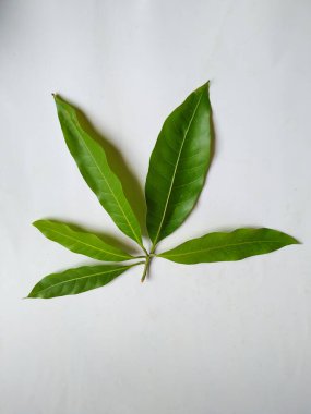 Mango Yaprakları 'nın farklı dokuları ve desenleri beyaz arka planda izole edilmiştir. Taze yeşil mango ağacı yaprakları.
