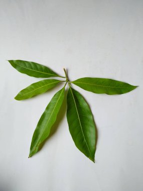 Mango Yaprakları 'nın farklı dokuları ve desenleri beyaz arka planda izole edilmiştir. Taze yeşil mango ağacı yaprakları.
