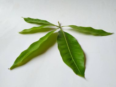 Mango Yaprakları 'nın farklı dokuları ve desenleri beyaz arka planda izole edilmiştir. Taze yeşil mango ağacı yaprakları.