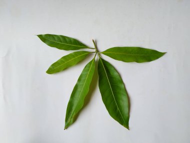 Mango Yaprakları 'nın farklı dokuları ve desenleri beyaz arka planda izole edilmiştir. Taze yeşil mango ağacı yaprakları.