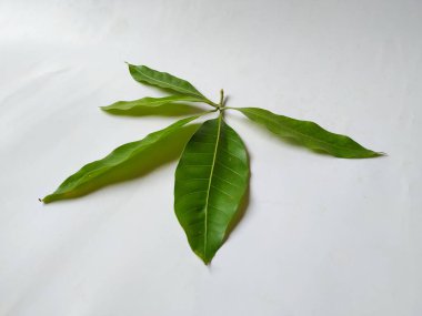 Mango Yaprakları 'nın farklı dokuları ve desenleri beyaz arka planda izole edilmiştir. Taze yeşil mango ağacı yaprakları.