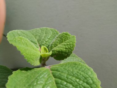 Doddapatre ya da Ajwain, beyaz arka planda izole edilmiş bir saksıya bitki bırakır.