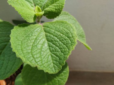 Doddapatre ya da Ajwain, beyaz arka planda izole edilmiş bir saksıya bitki bırakır.