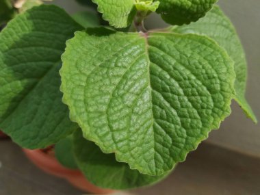 Doddapatre ya da Ajwain, beyaz arka planda izole edilmiş bir saksıya bitki bırakır.