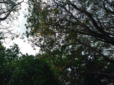 Ağaçların ve bitki yapraklarının güzel alt açı görüntüsü, dal dokusu arka plan.