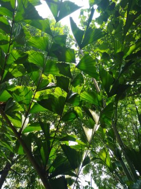 Ağaçların ve bitki yapraklarının güzel alt açı görüntüsü, dal dokusu arka plan.